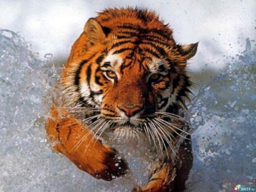 Александр Назин