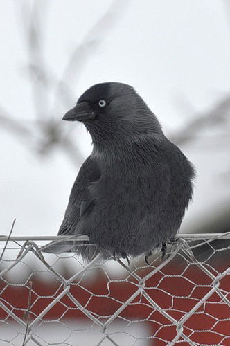 Галина Соклакова