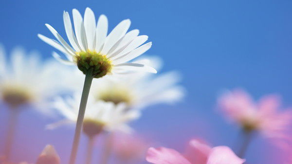 Наталия Соколовская