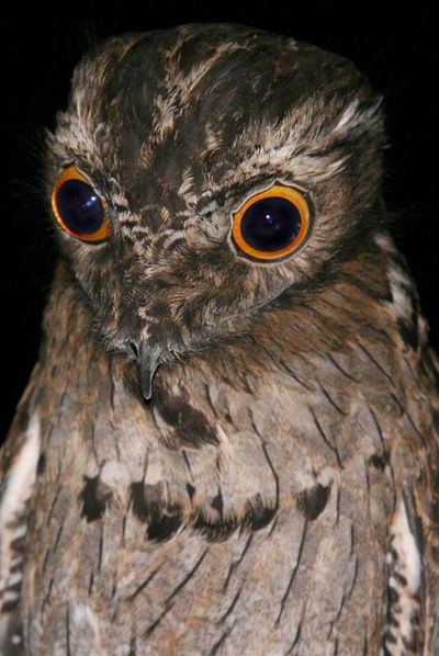 Елизавета Барзаногова