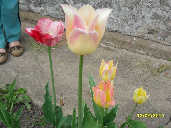 Елена Кетуракене