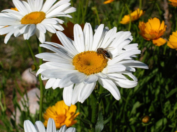 Виктория Шкреба