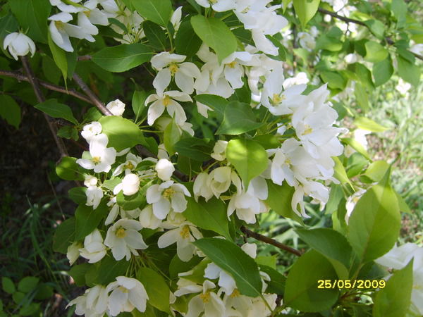 Светлана Тотолина