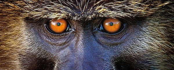 Константин Климов