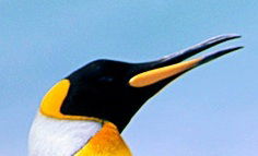 Себастьян Перейра