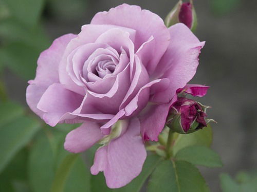 Инна Токарева