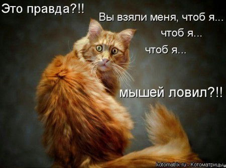 Котик Толстый