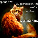 Котик Толстый