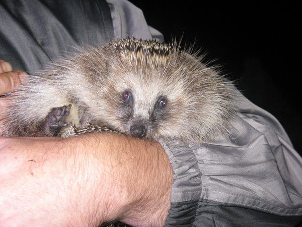 Сергей Дорощенко