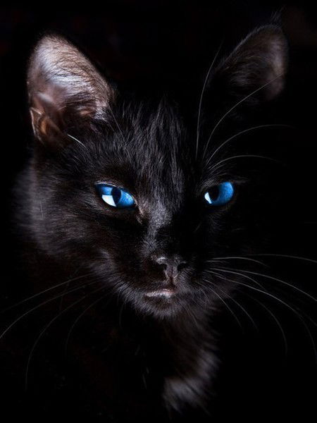 Cat Black