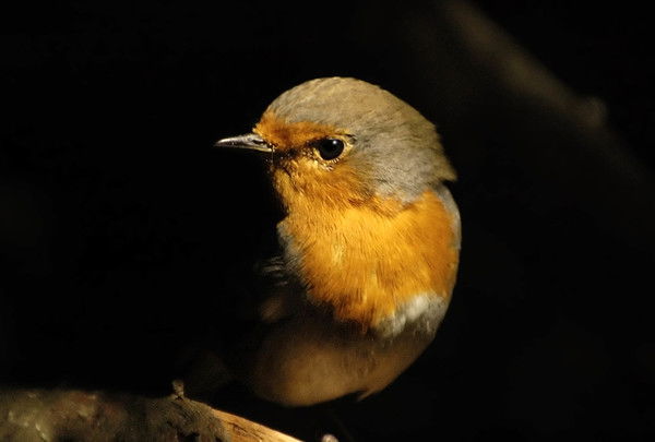 Владимир Михайлов