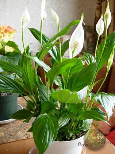 Кумис Гумарова