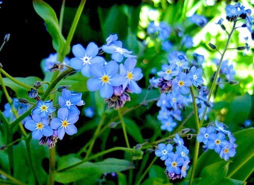 Светлана Никитина