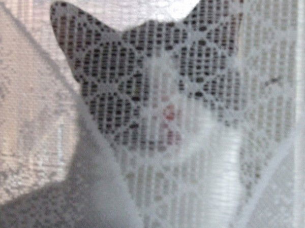 Алла Воронина