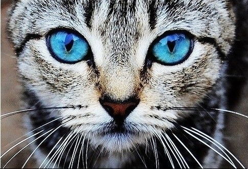 Лена Рыськова