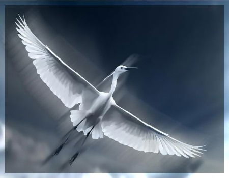 Журавль Белый