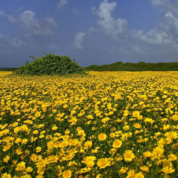 Таня Домнышева