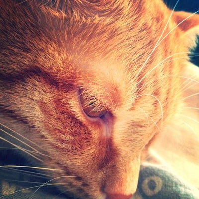 Юлия Щербакова