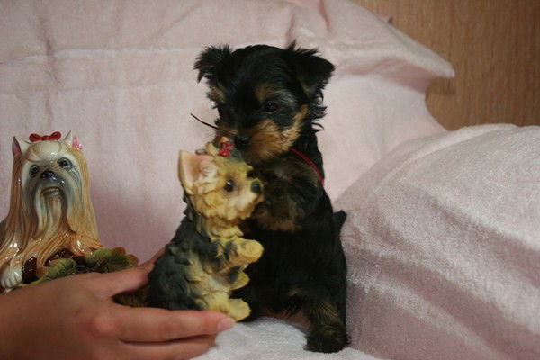 Дарья Яковлева