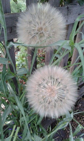 Наталья Тихонова