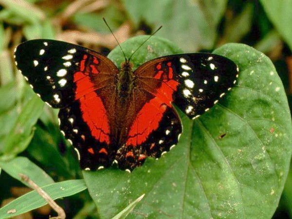 Ольга Горюнова