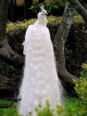 Алла Осинчук