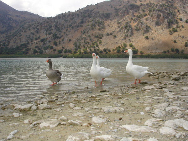 Андрей Чаров