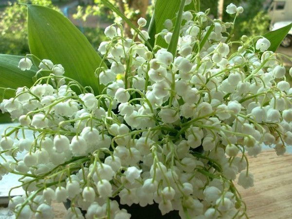 Венера Сарбаева