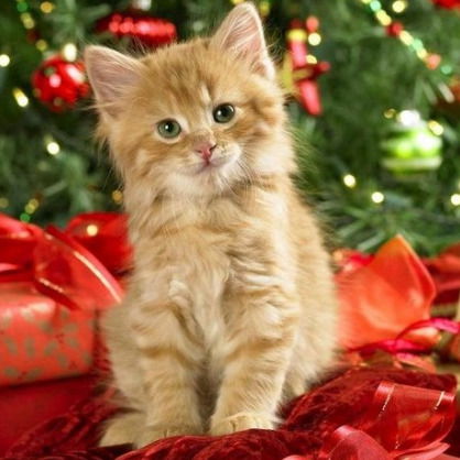 Ирина Шевченко