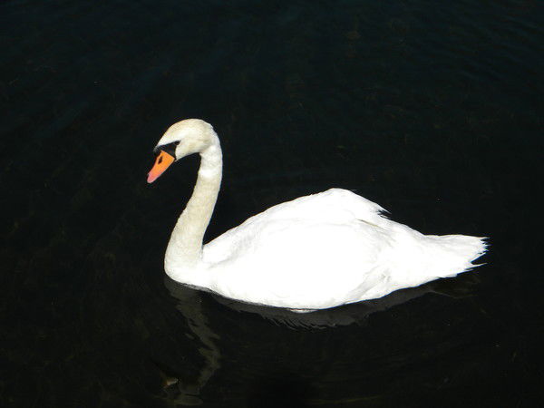 Наталья Овчинникова