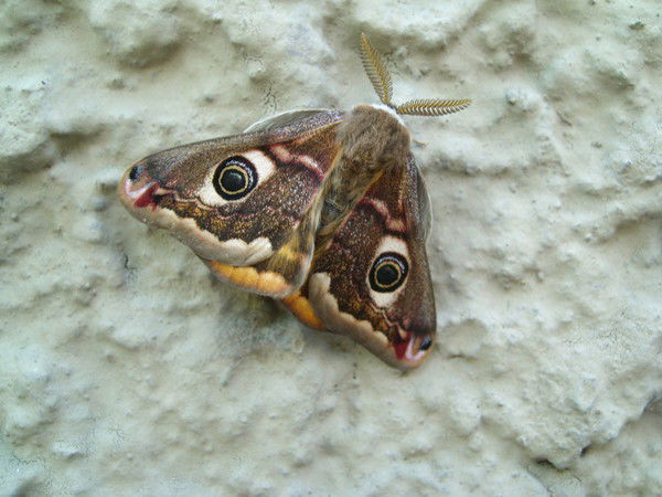 Светлана Карасёва