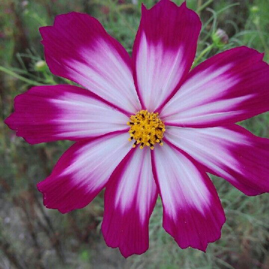 Галина Чуркина