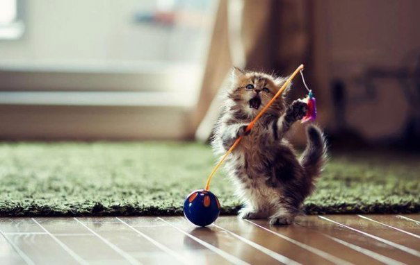 Анастасия Агафонова