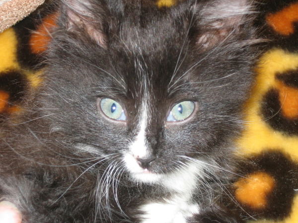 Светлана Плохотниченко