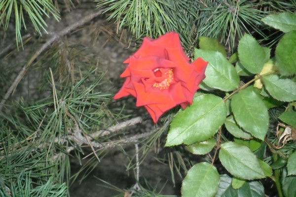 Айгул Байленова