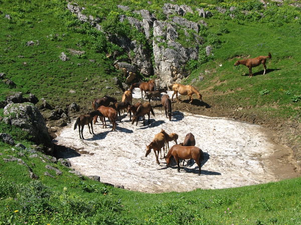 Лариса Погорелкина