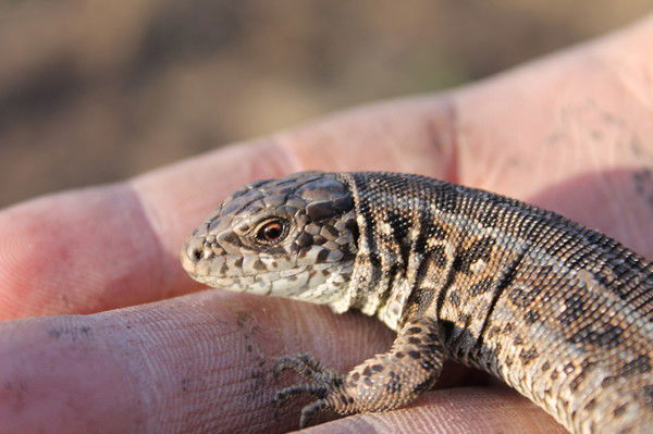 Александр Наумов
