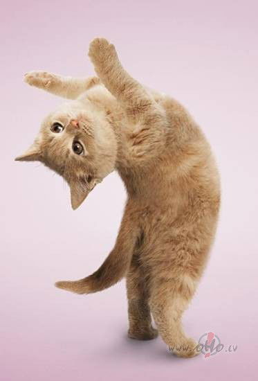 Наталья Литвинова