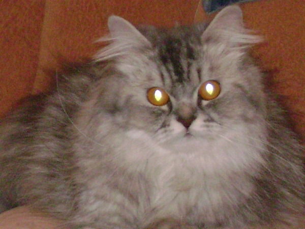 *м@рг@ритк@ *