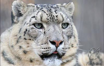 Вадим Фарленков