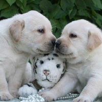 Рита Медведева