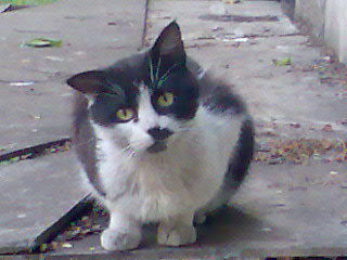 Валентин Борис