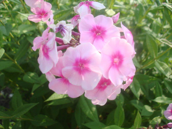 Надежда Пащина