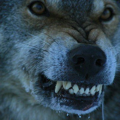 Василий Корж