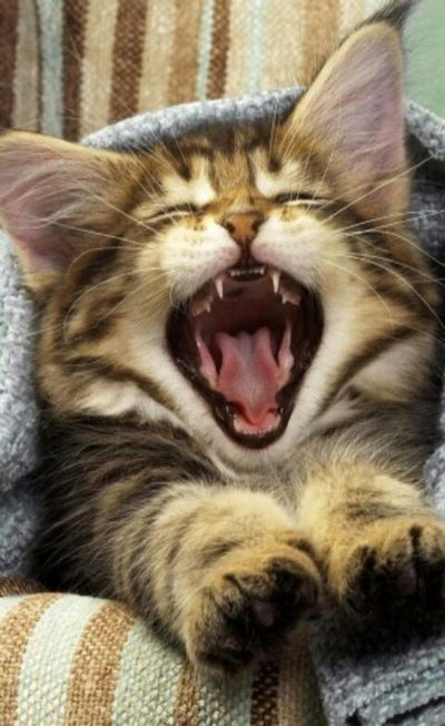 Анастасия Казанцева