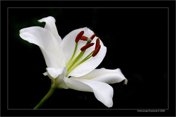 Мария Розенберг