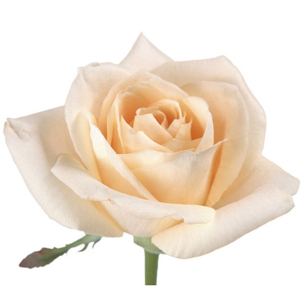 Ольга Николаева