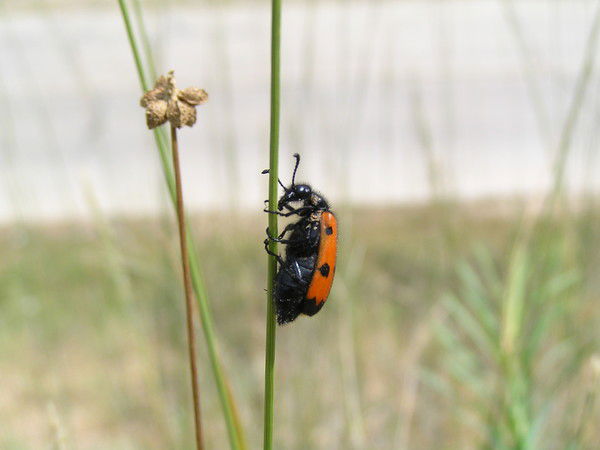 Ольга Ольга