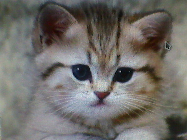 Кошечка ))))))