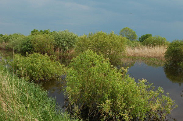 Геннадий Кулеш